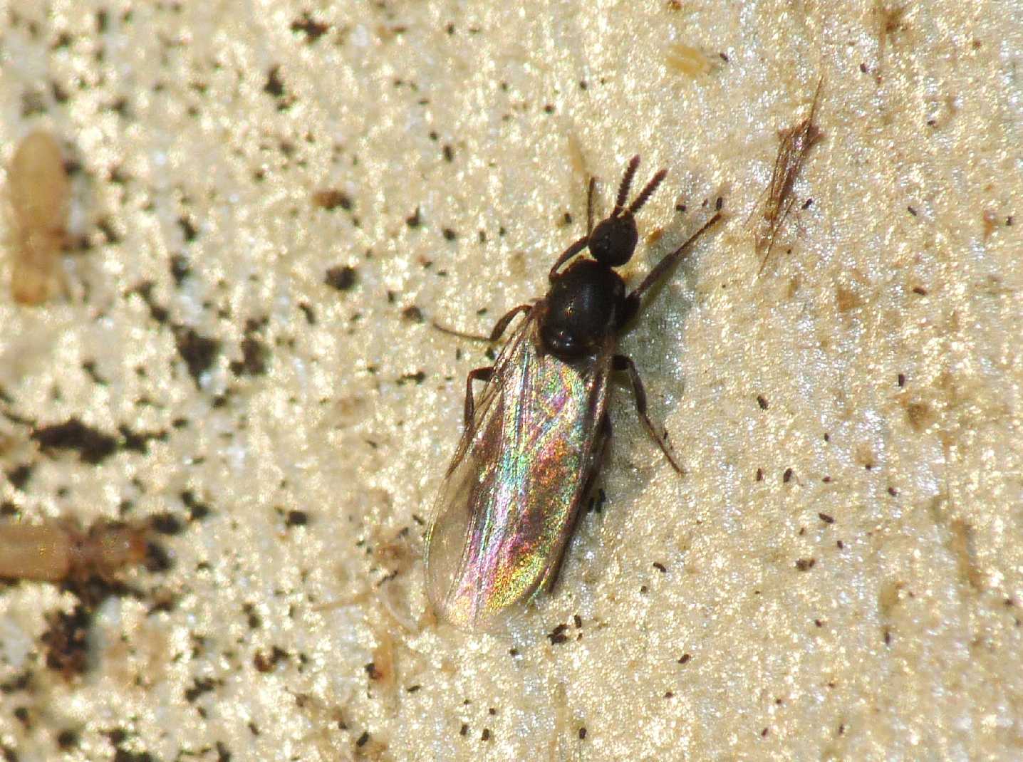 Due ditteri minuscoli: Scathopsidae e Sciaridae